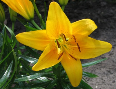 lilium erotica